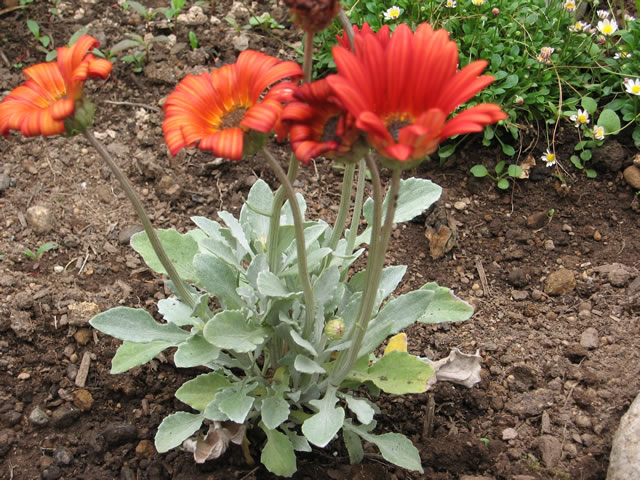 African Daisy Cherry Frost