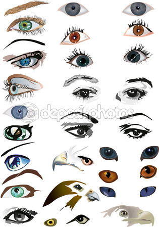 Animal Eyes Vector