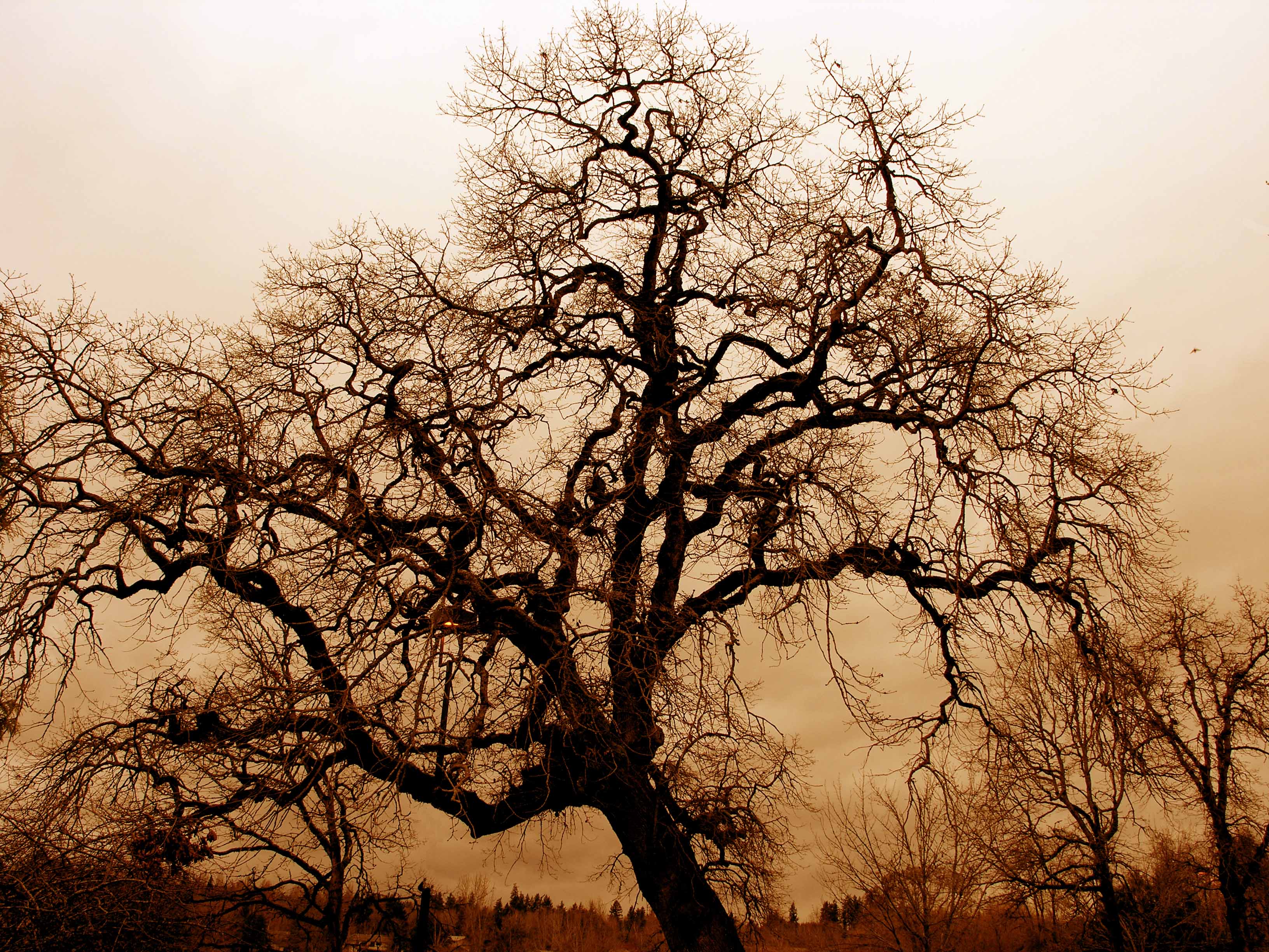 Bare Oak Tree