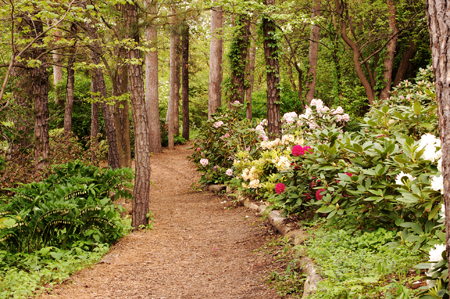 Cypress Mulch around Trees Landscaping