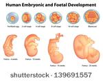 Different Stages Pregnancy