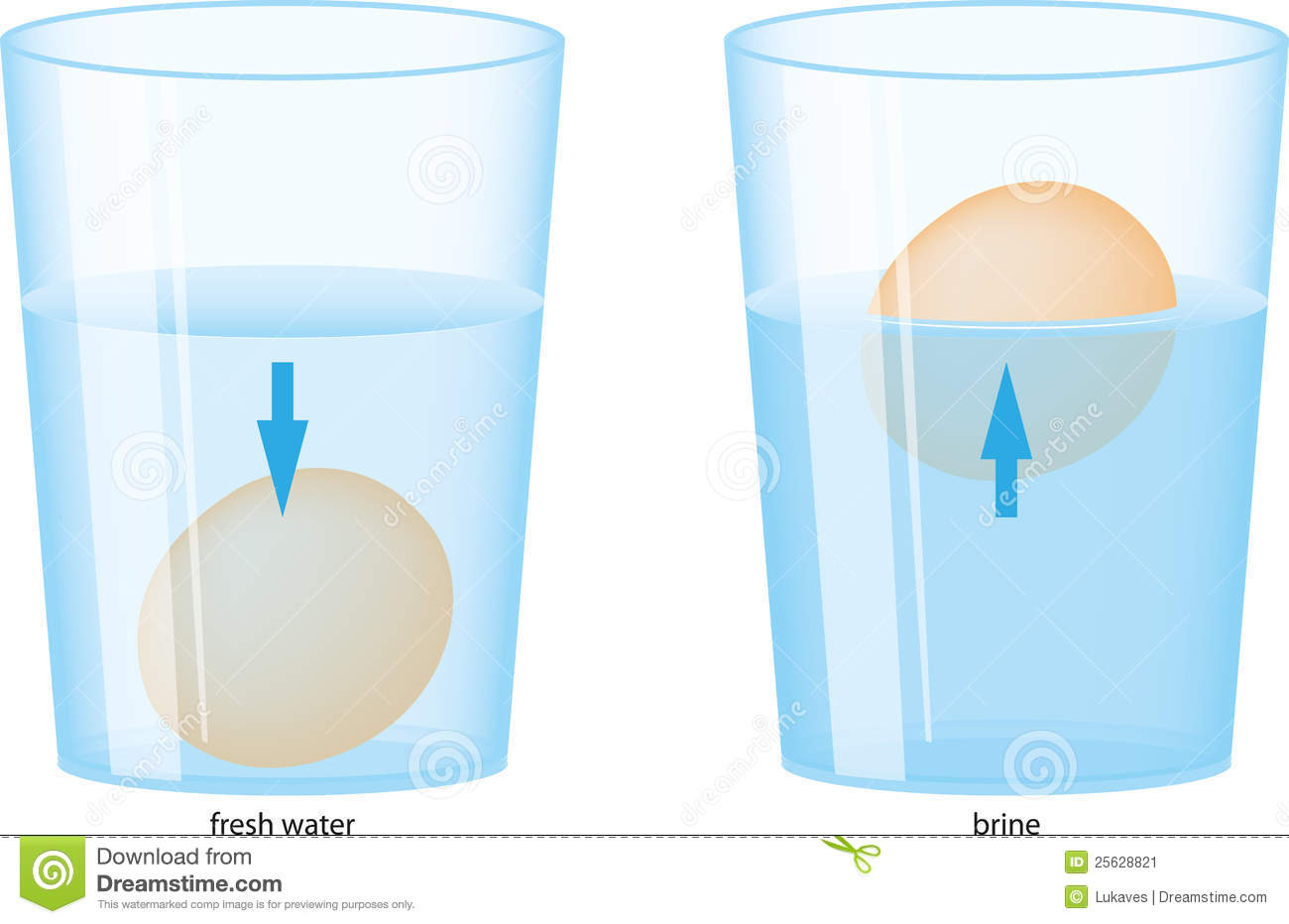 Egg Floating in Salt Water Clip Art