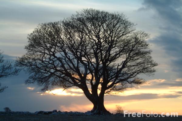 Free Tree