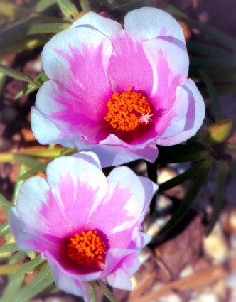 Ground Cover Flowers