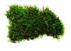 Moss Type Ground Cover