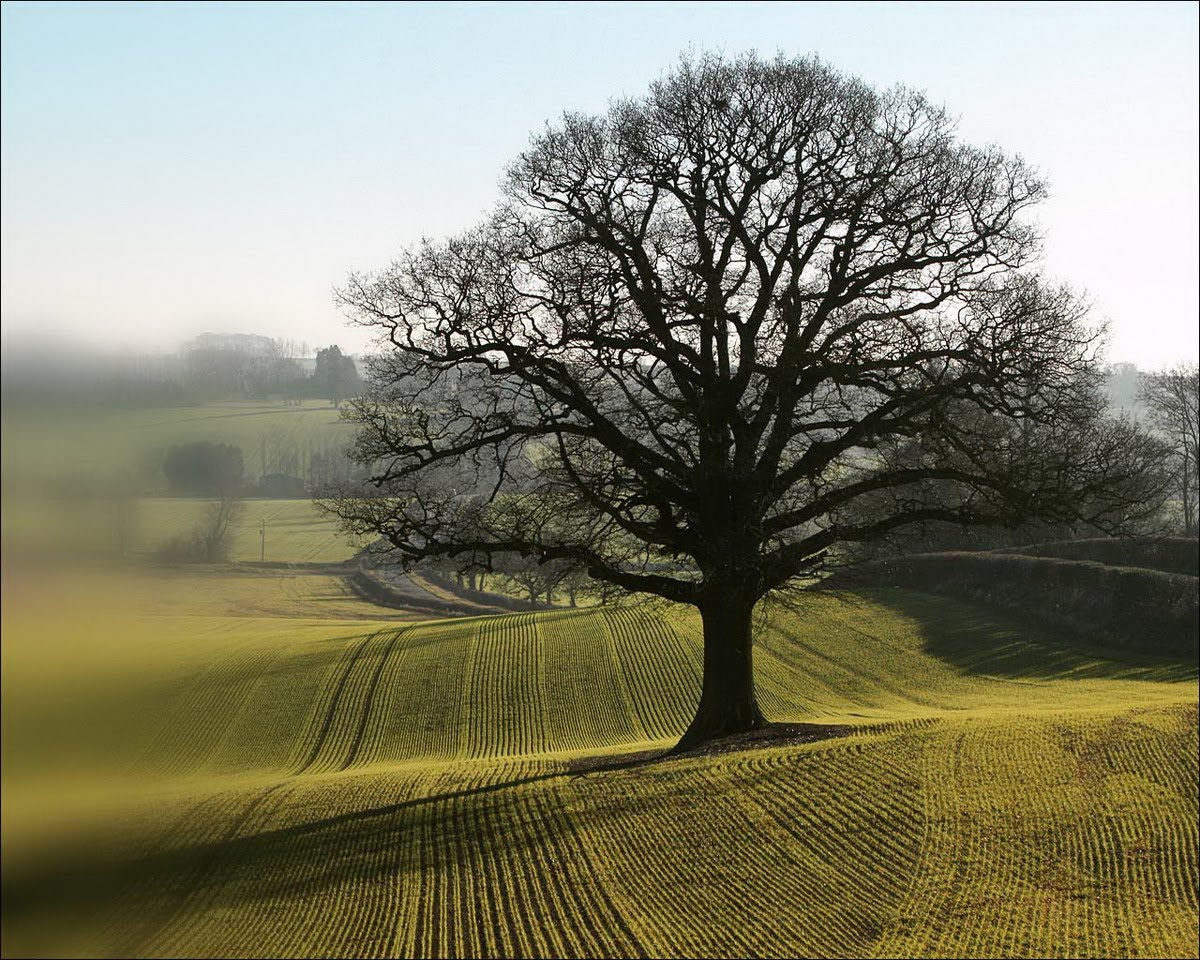 Natural Nature Trees