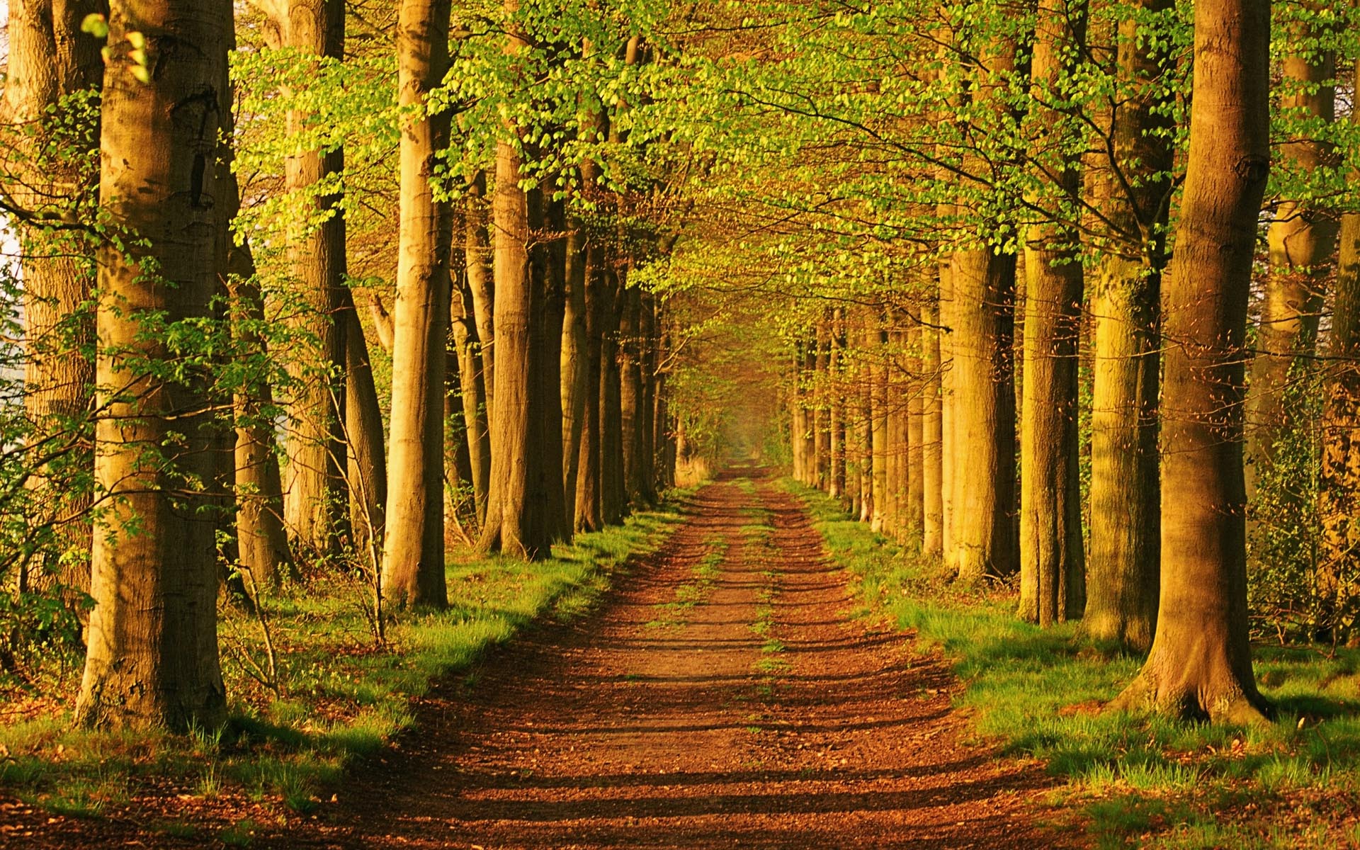 Netherland Forest Trees