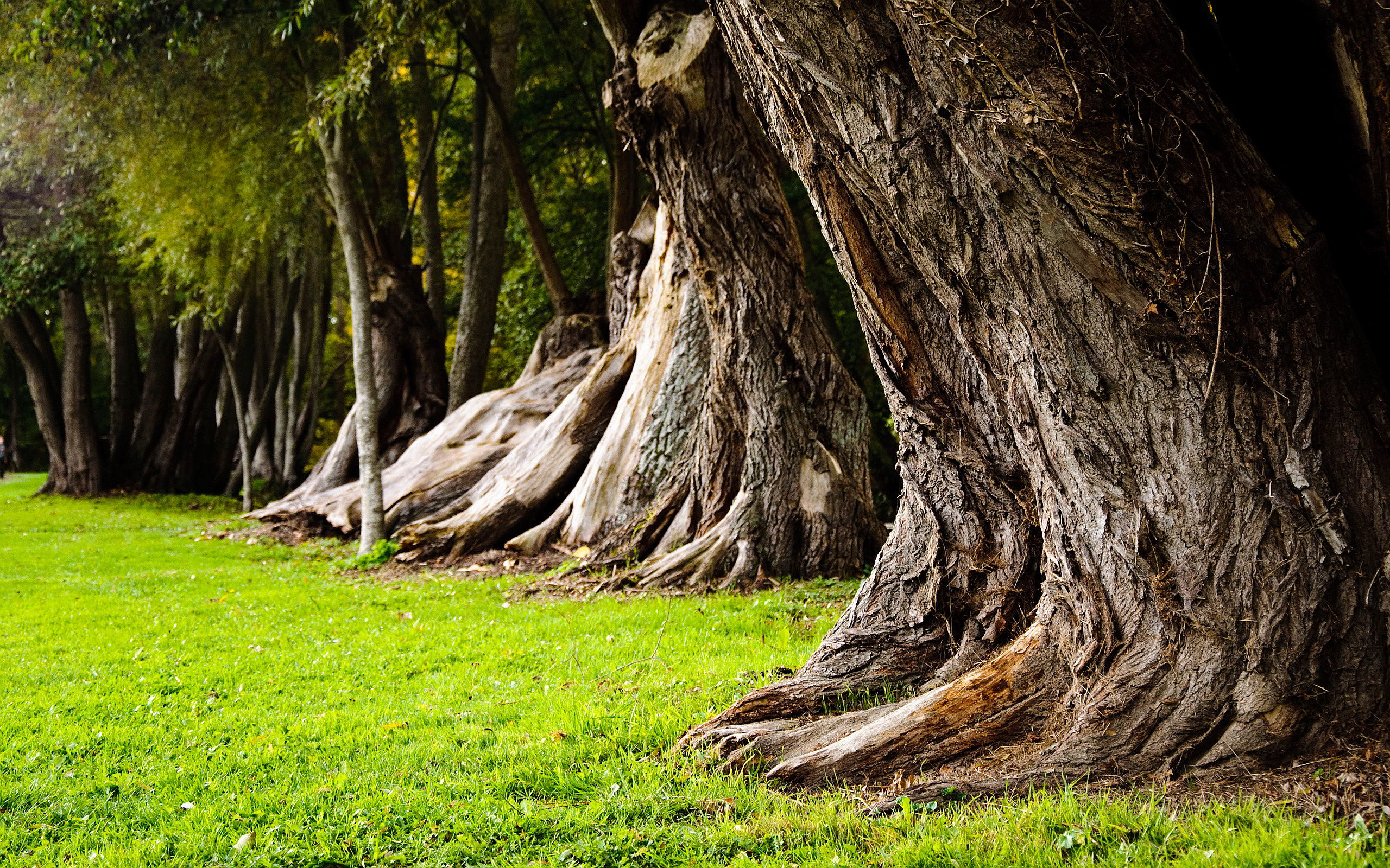 Old Tree Trunk