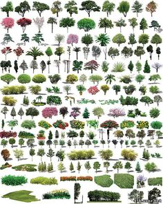 Photoshop Plants and Shrubs