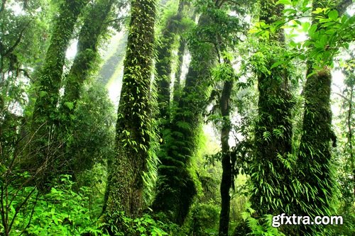 Rainforest Mountains