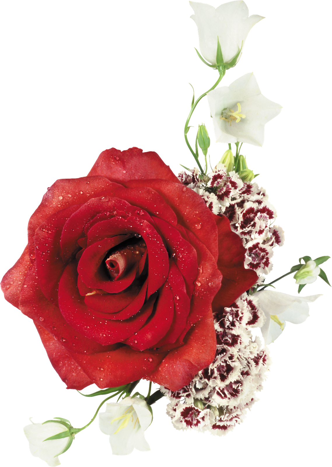 Ramos De Rosas En PNG