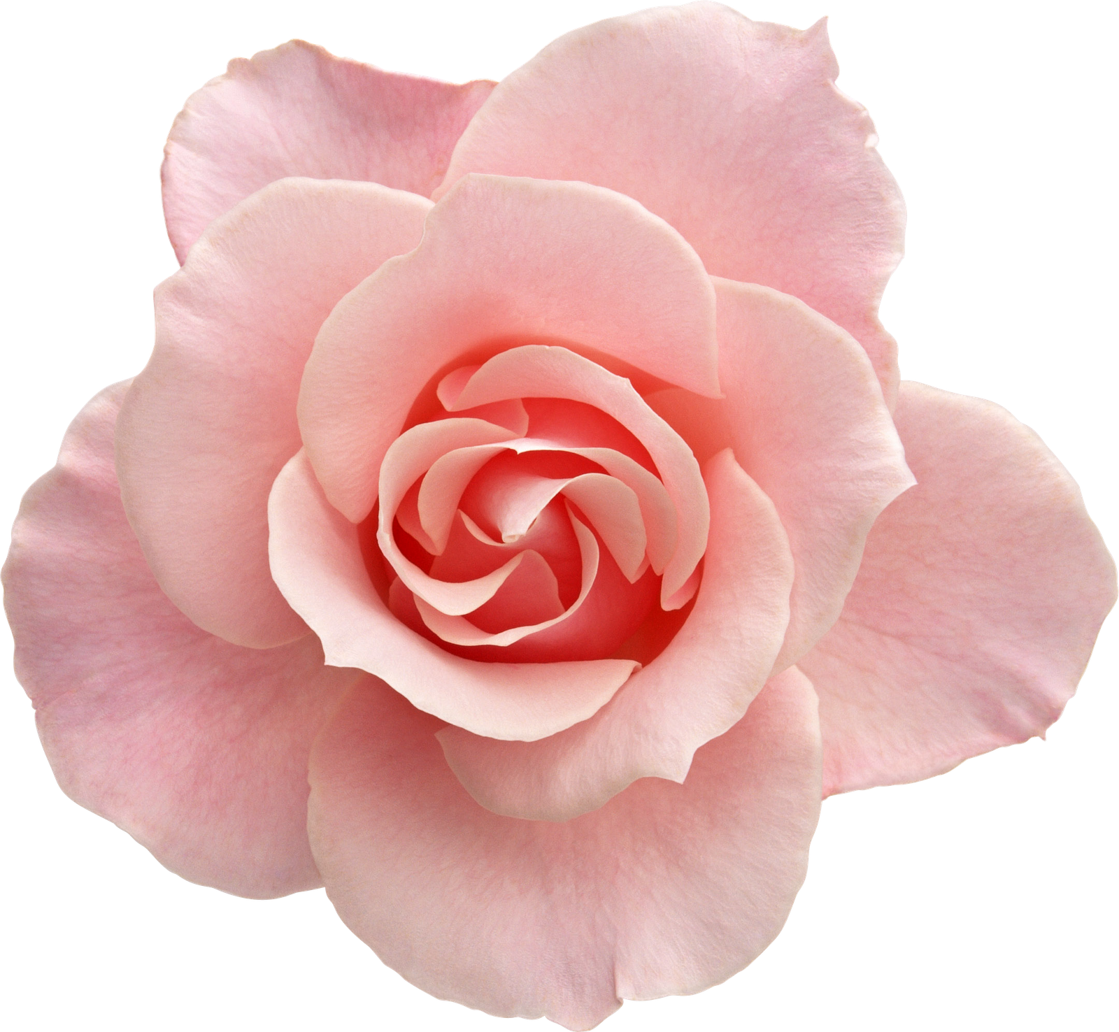 Tumblr Transparent Flowers Rose