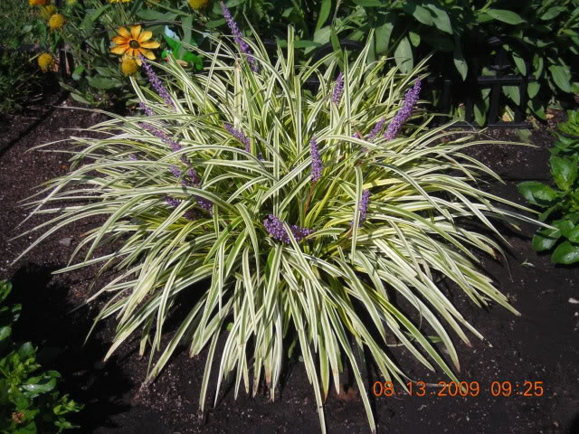 Variegated Lily Turf Liriope Muscari