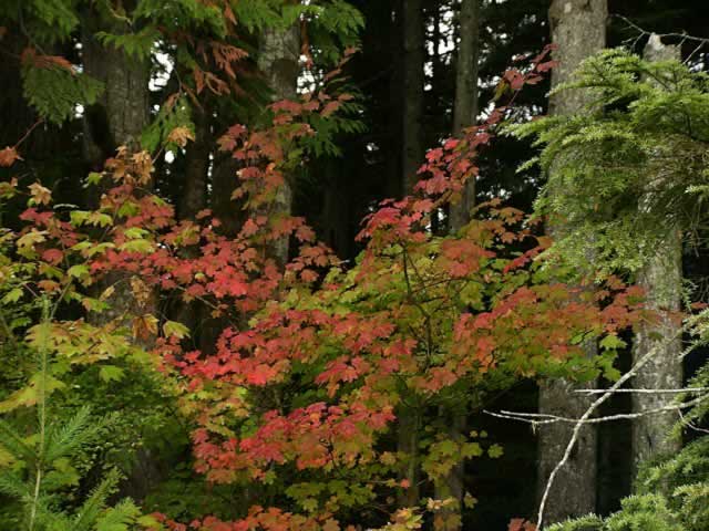 Vine Maple Tree