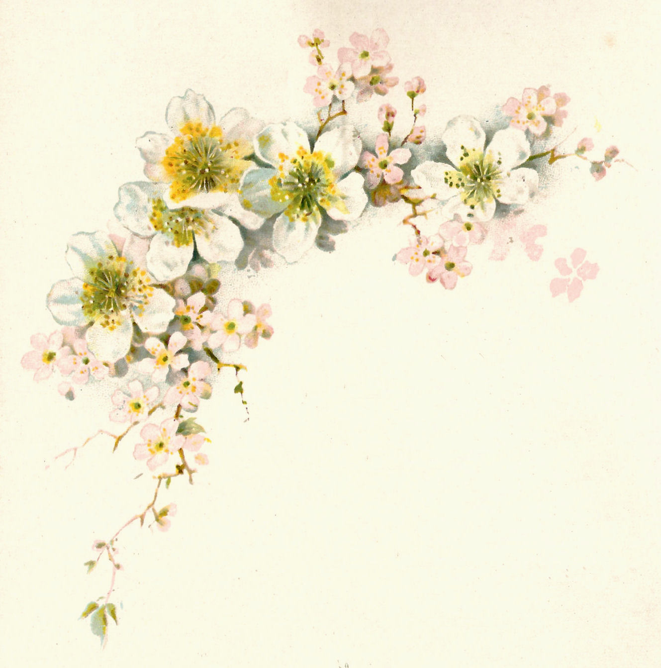 16 Antique Flower Graphic Images