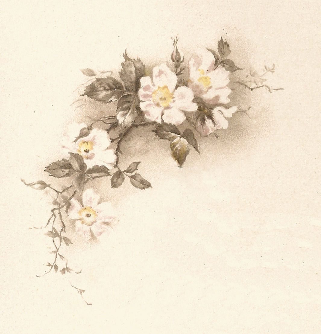 Vintage White Flower Illustration
