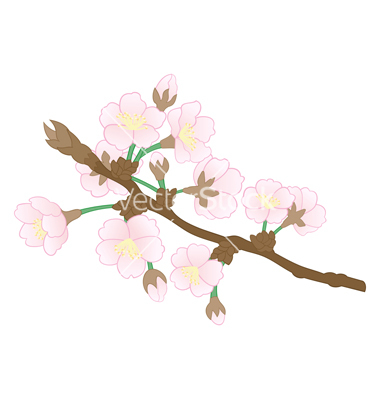 Apple Tree Branch Vector