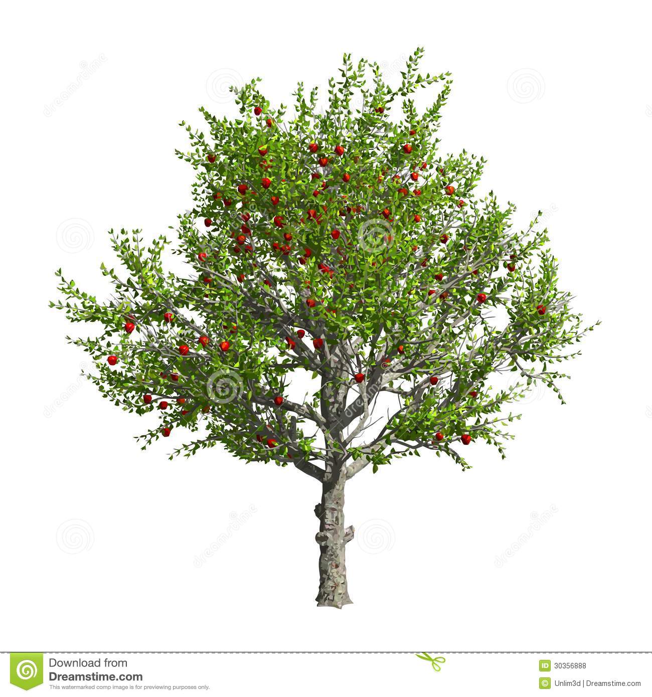 Apple Tree Illustration