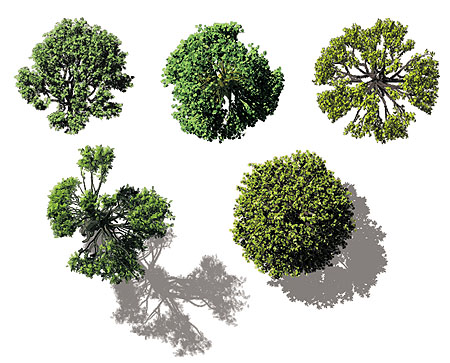 Architectural Trees Birds Eye View Architectural Trees Birds Eye View