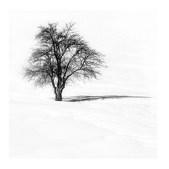 Black and White Landscape Photography Trees