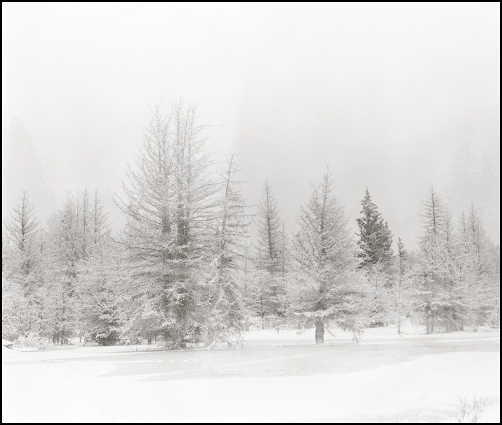 Black and White Landscape Snow Trees