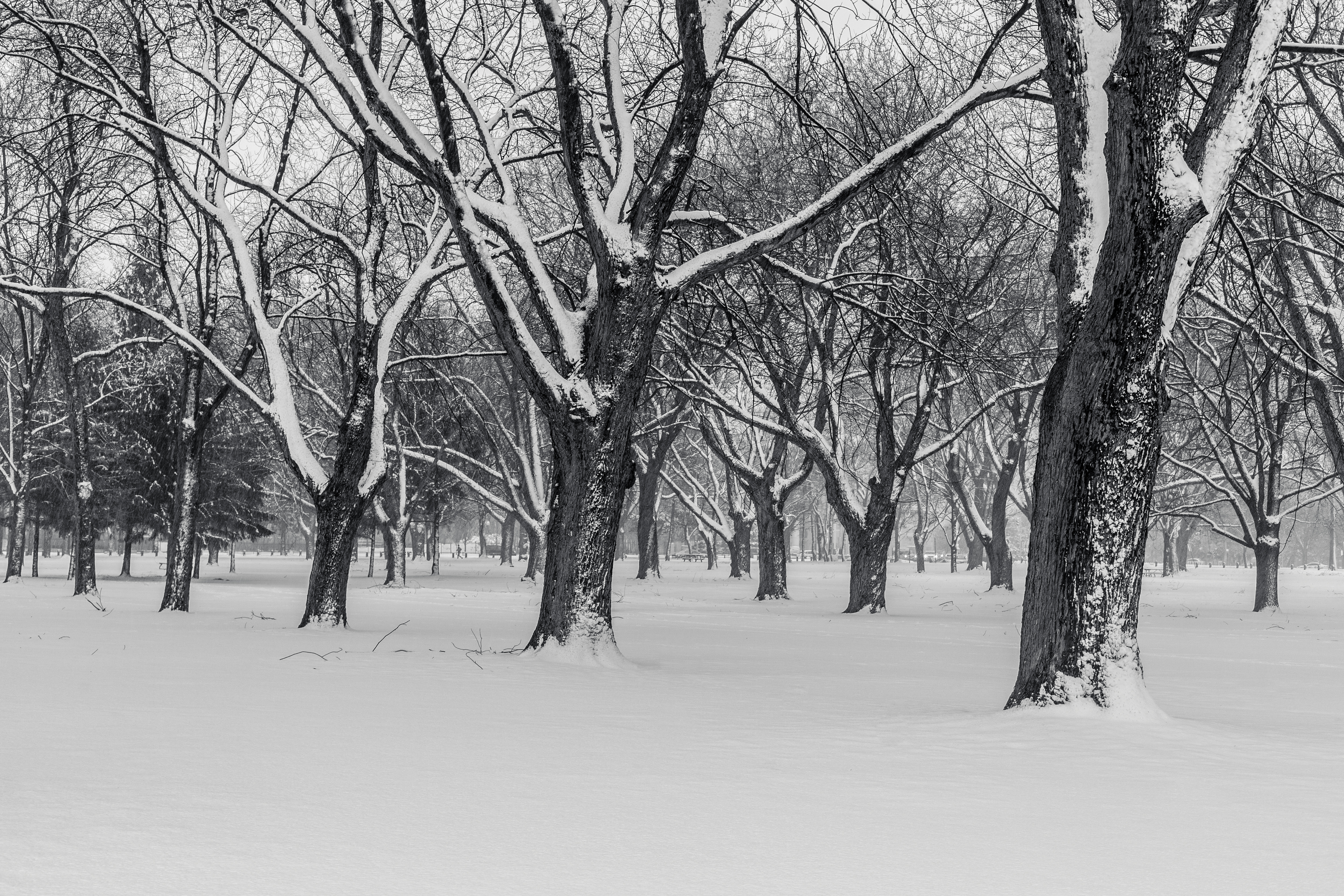 Black and White Photography Trees