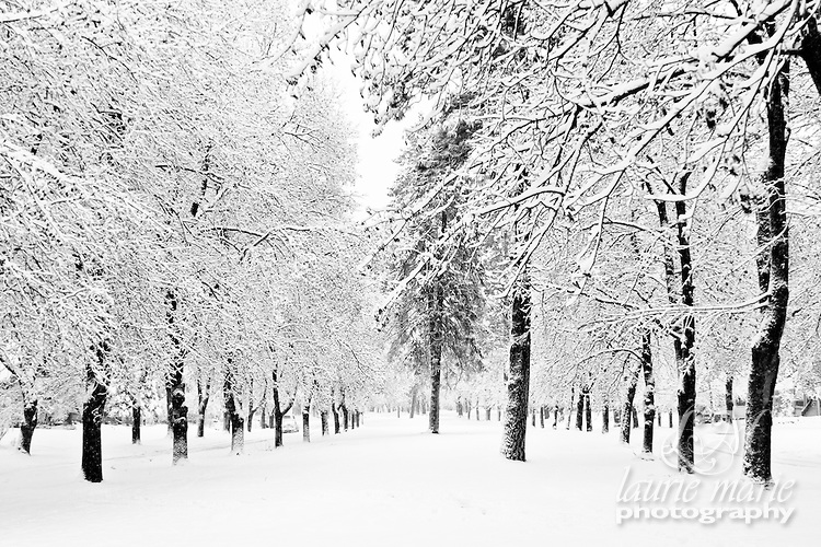 Black and White Snow-Covered Trees