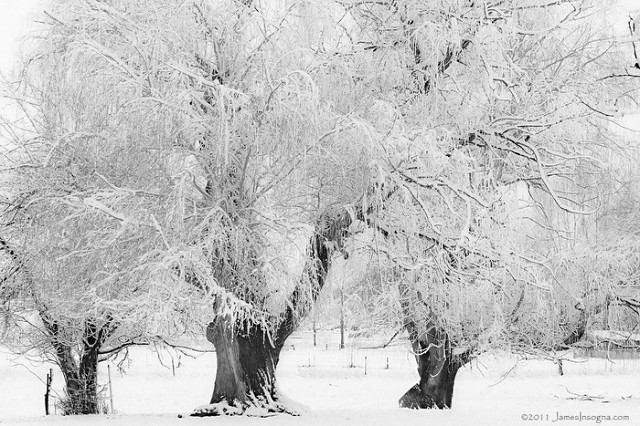 Black and White Snow Photography