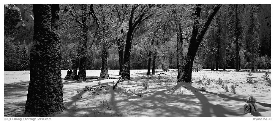 Black and White Snow Photography