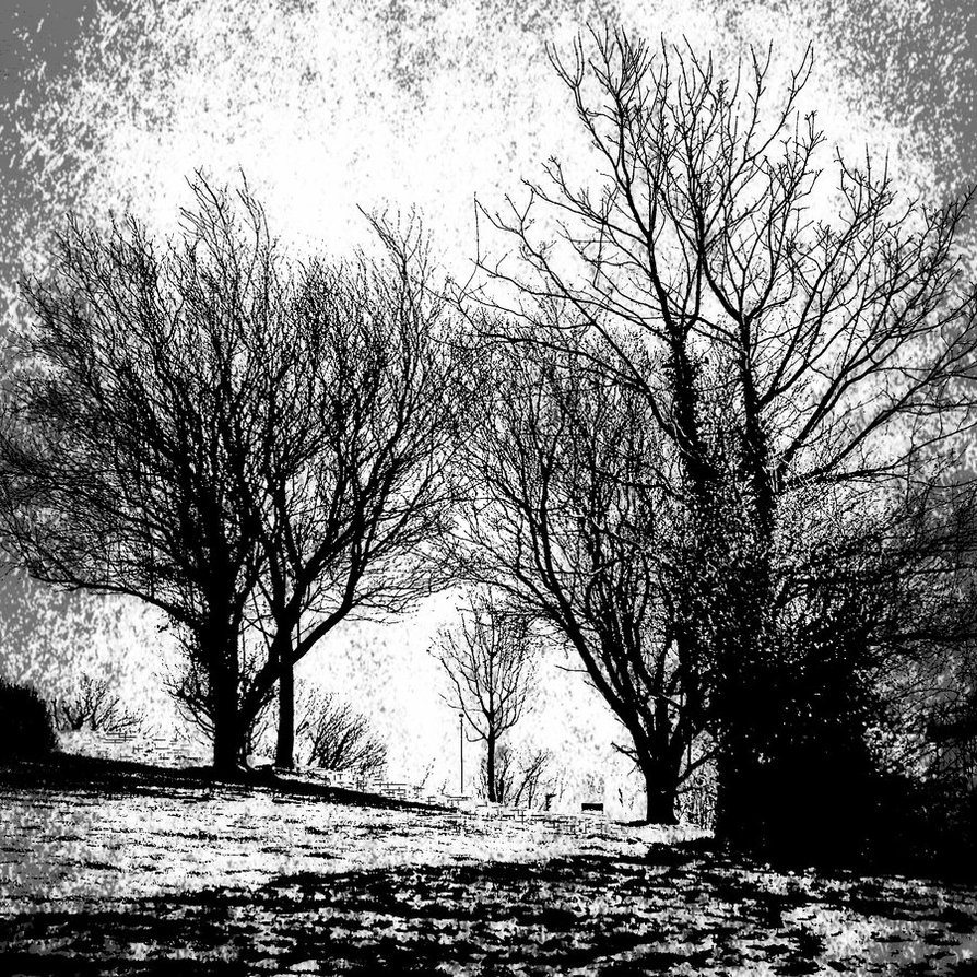 Black and White Snowy Trees