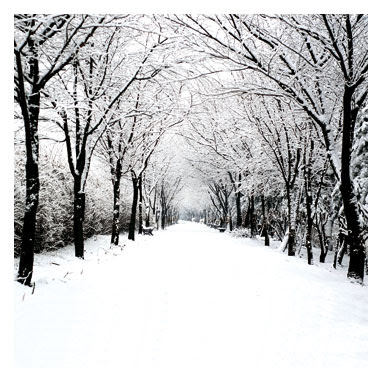Black and White Snowy Trees