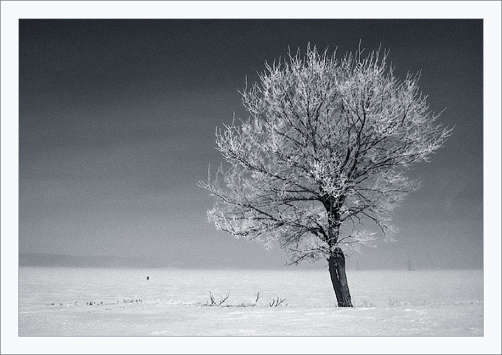 Black and White Snowy Trees