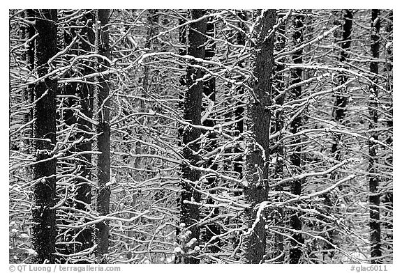 Black and White Snowy Trees