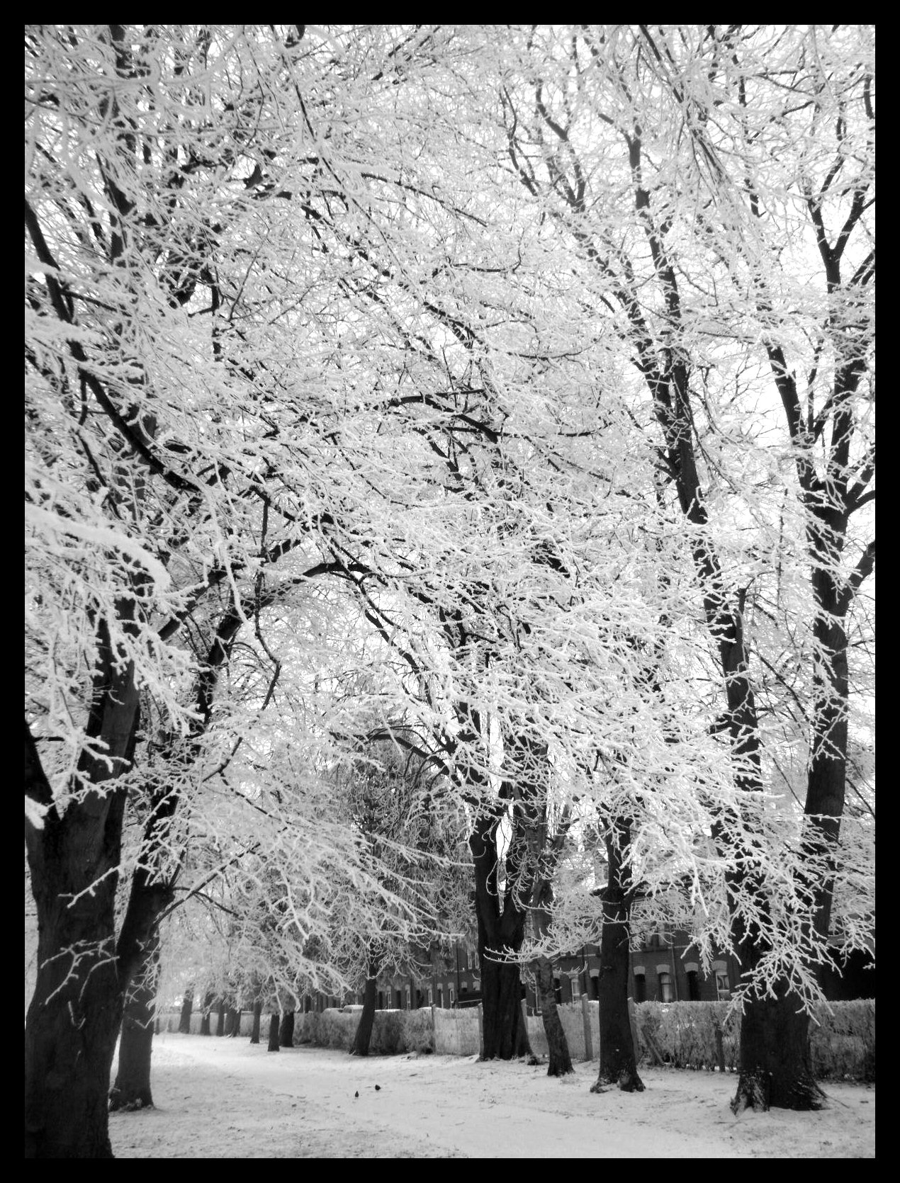 Black and White Snowy Trees