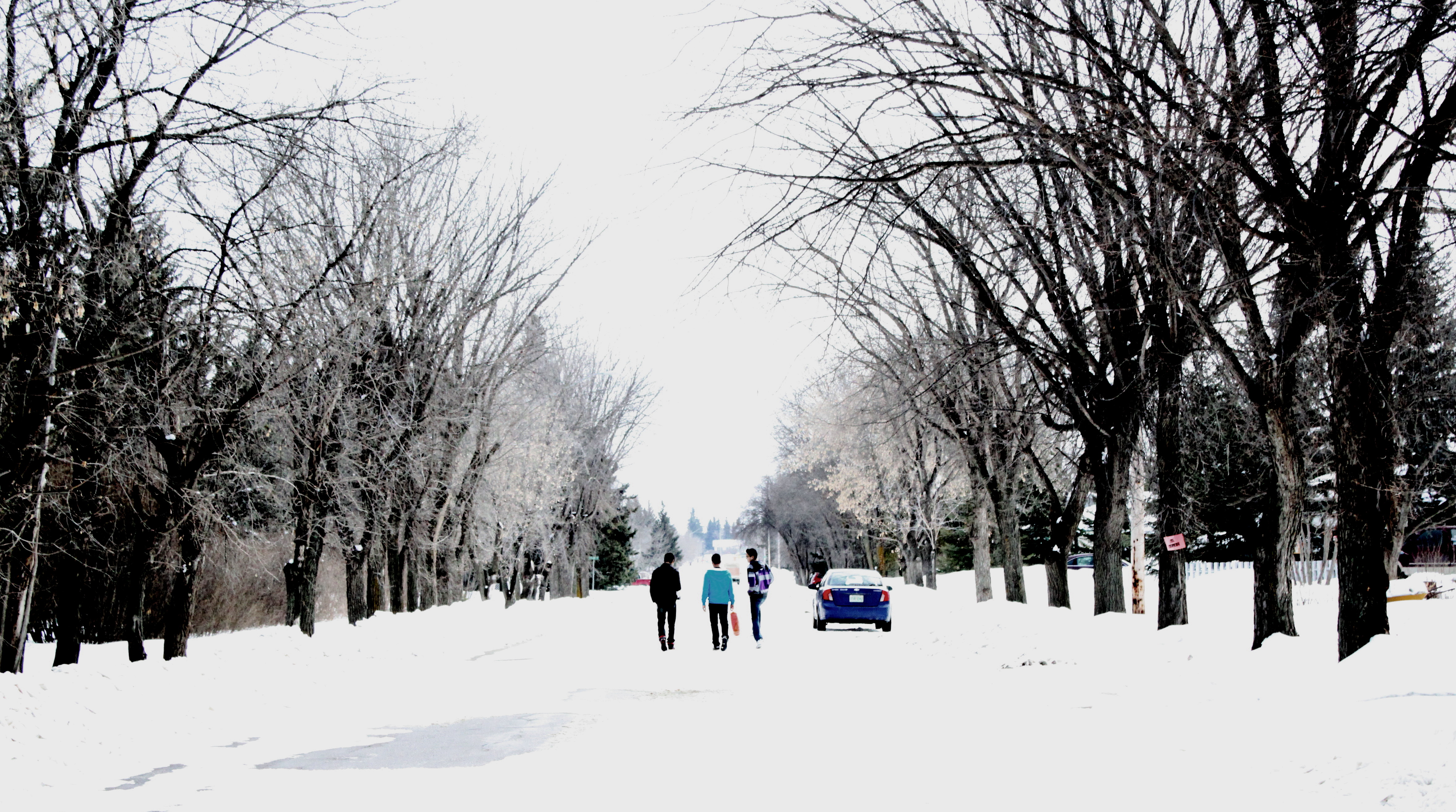 Black and White Trees with Snow