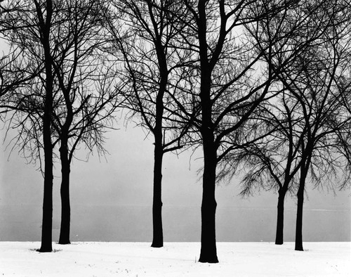 Black and White Winter Trees