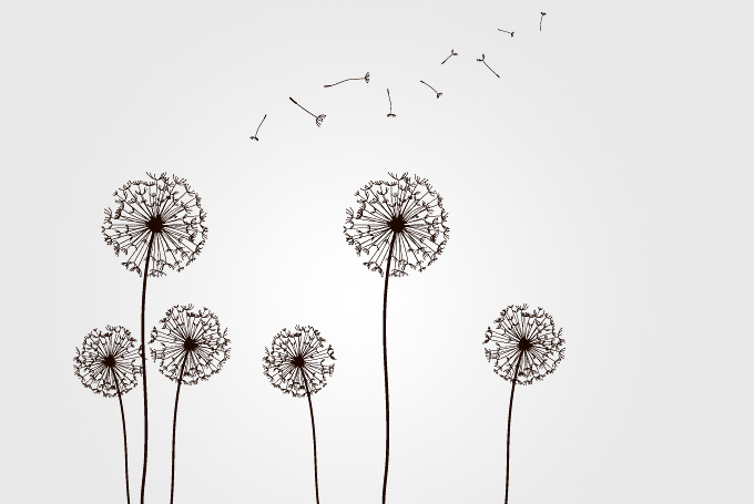 Dandelion Vector Free Clip Art