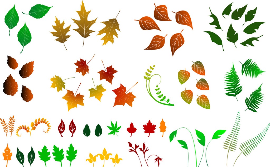 Different Leaves and Their Names