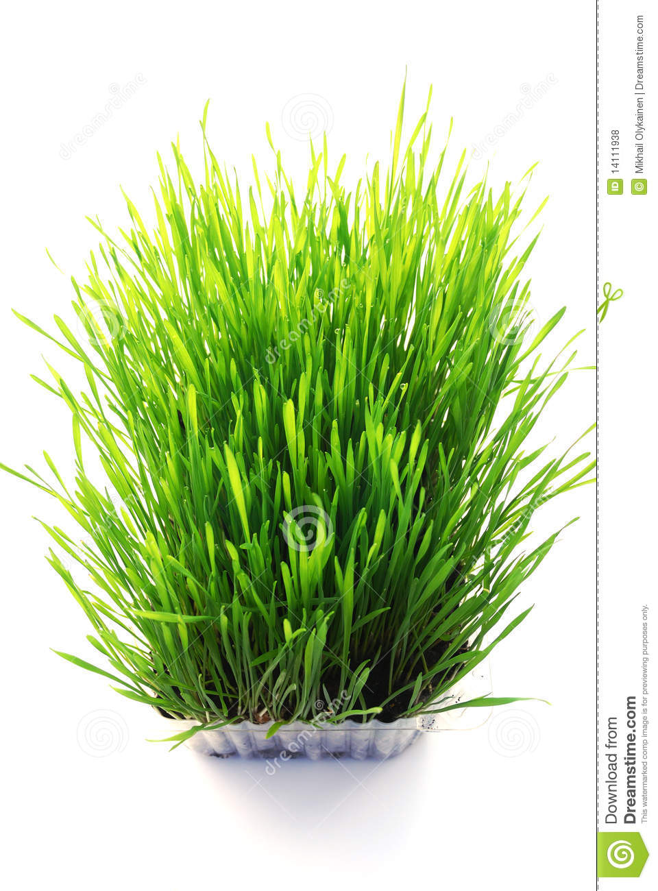 Free Pictures of Wheat Grass