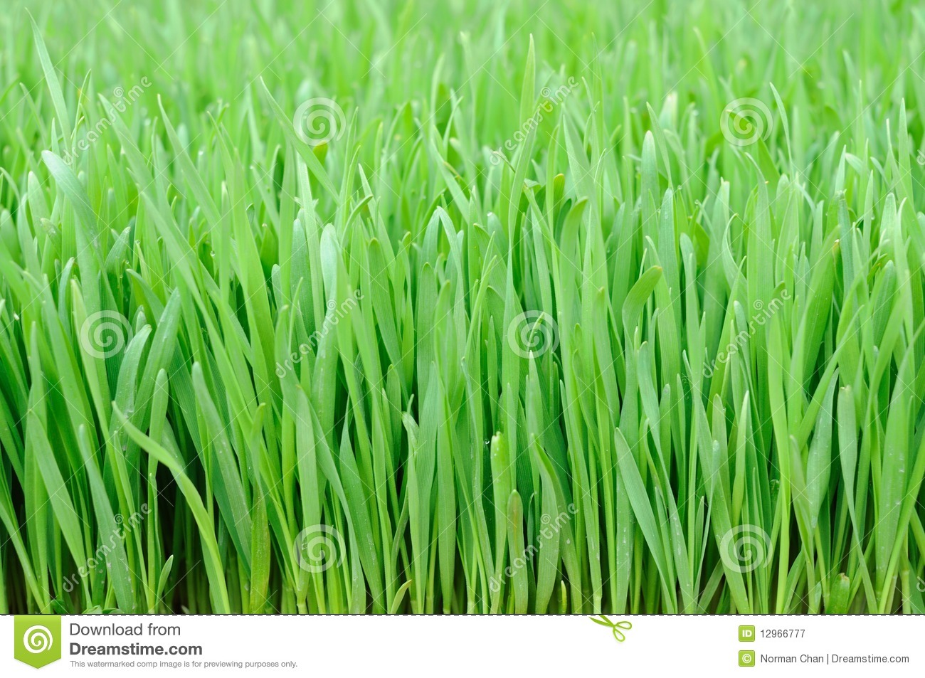 Free Pictures of Wheat Grass