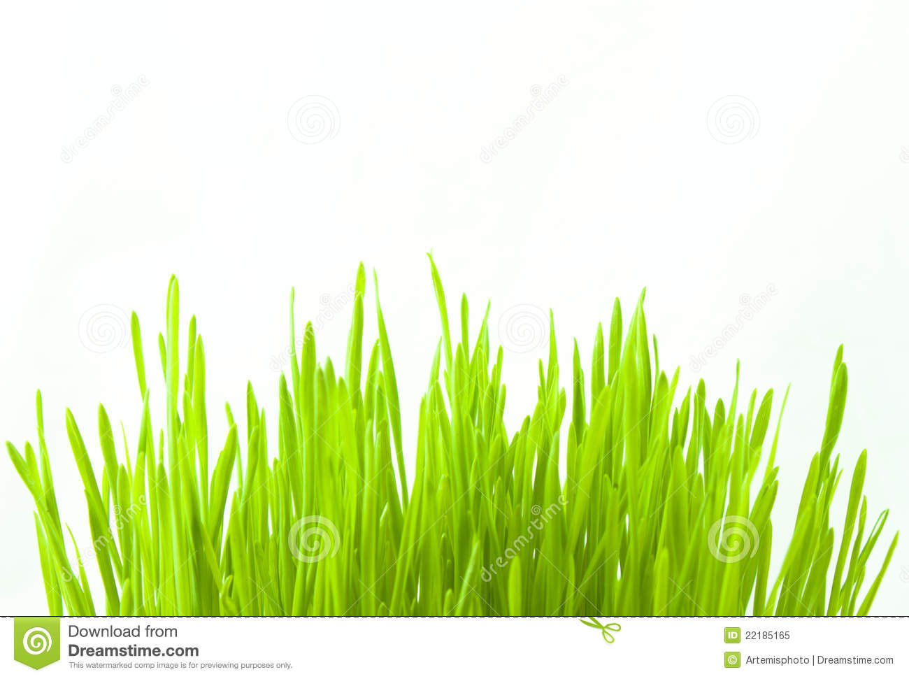 Free Pictures of Wheat Grass