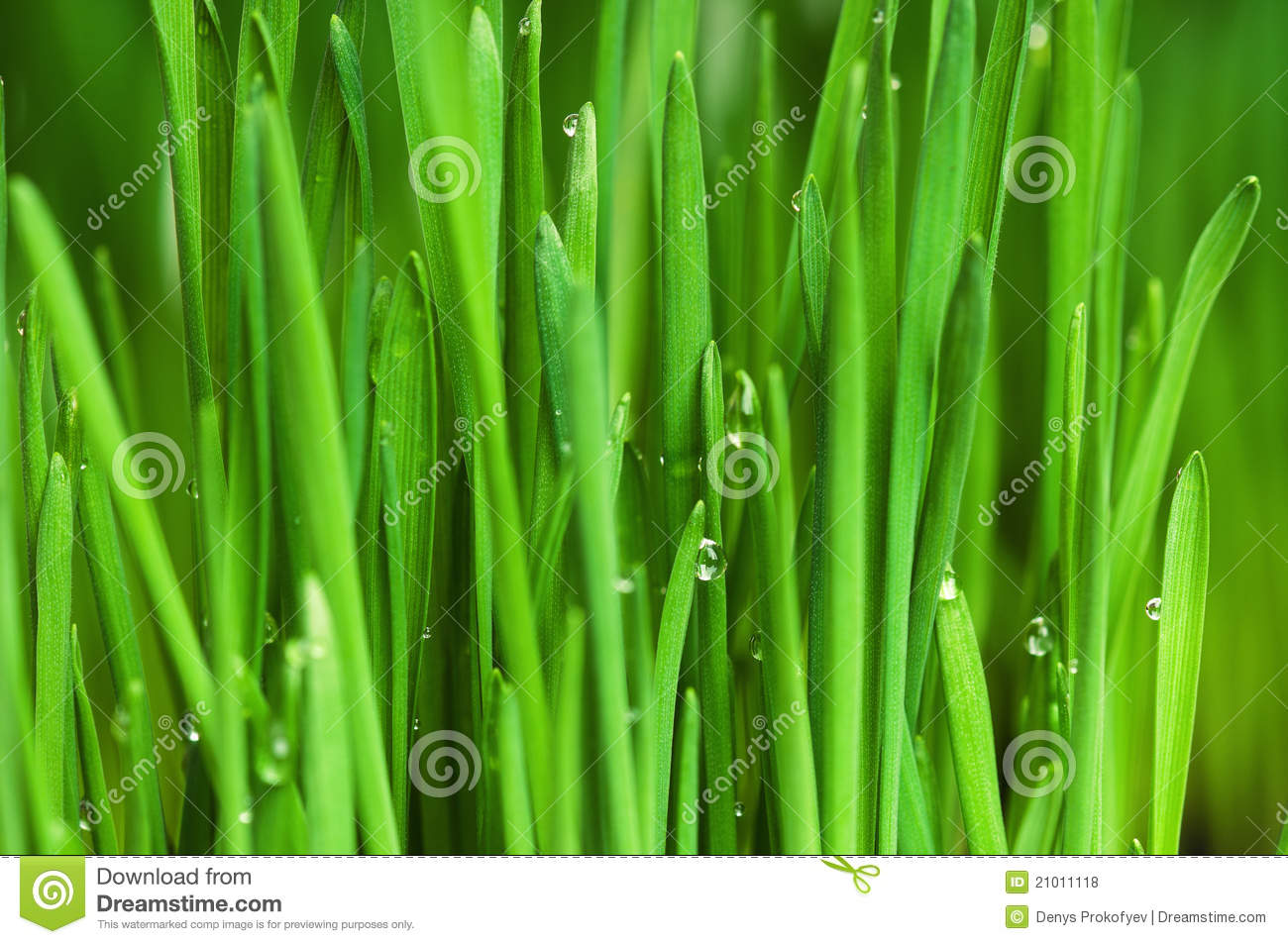 Free Pictures of Wheat Grass