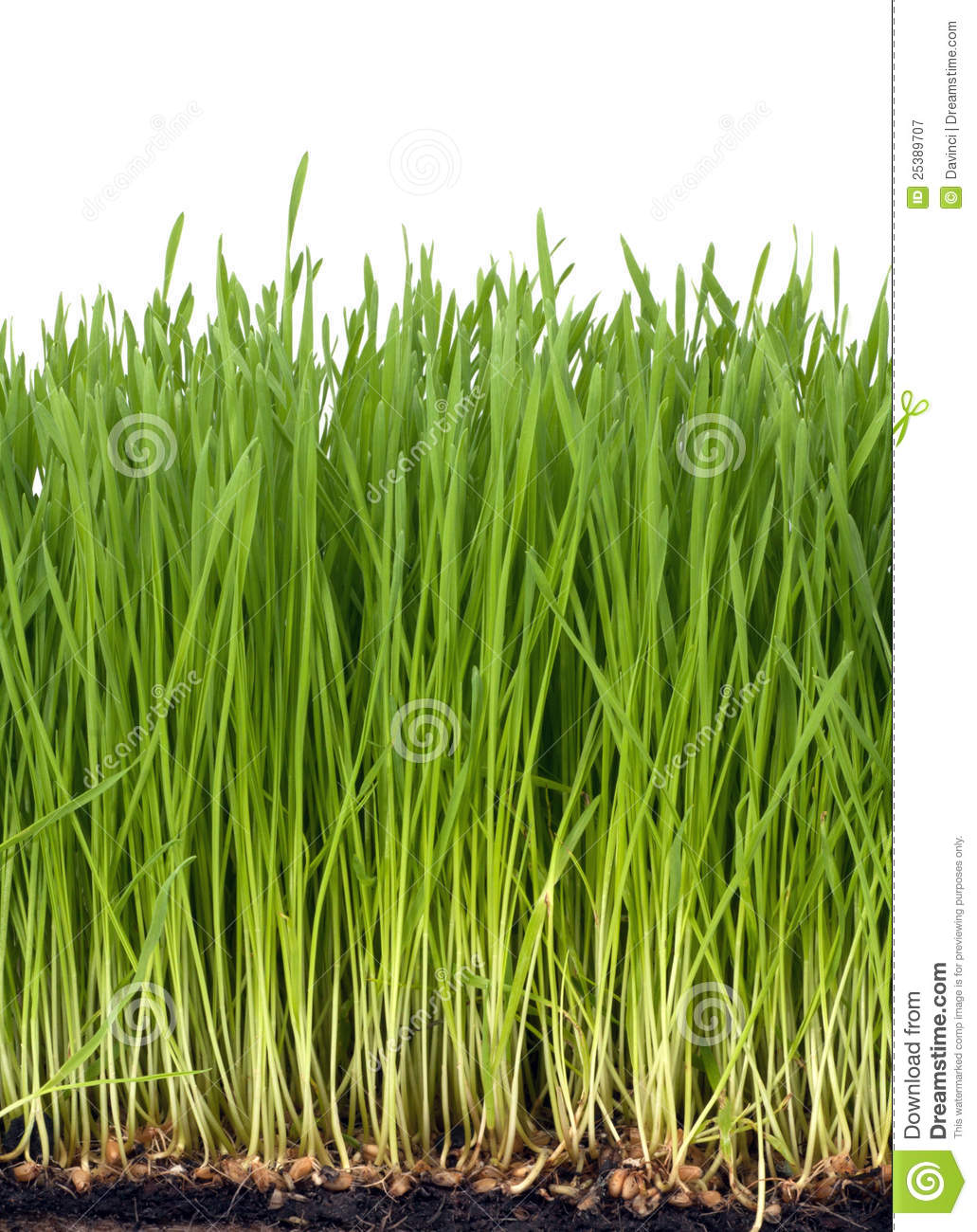 Free Pictures of Wheat Grass