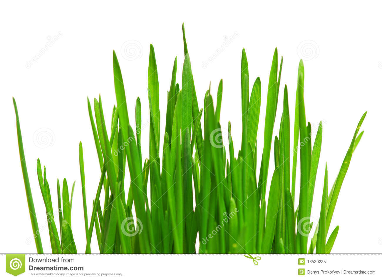 Free Wheatgrass Isolated