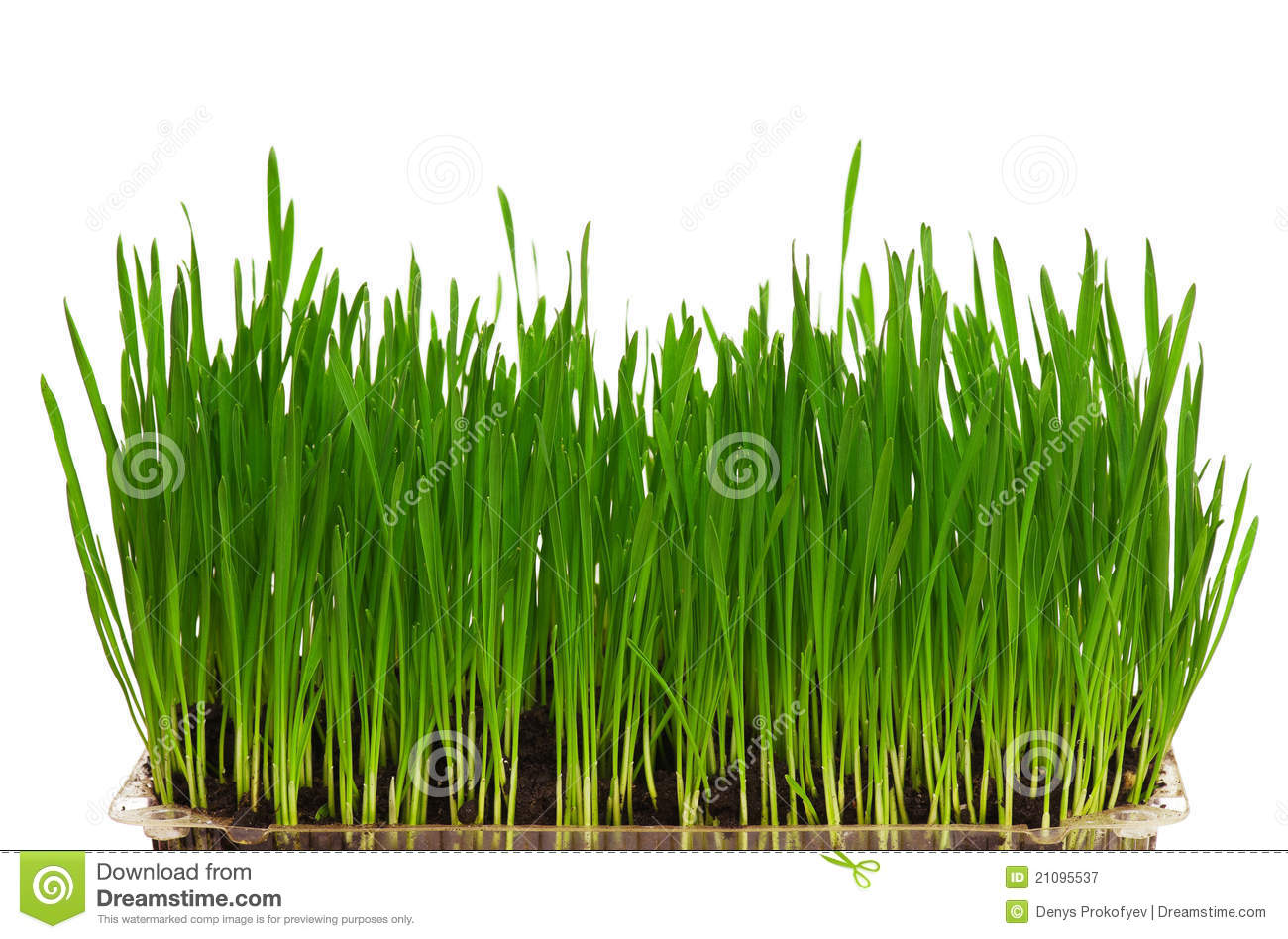 Green Wheatgrass