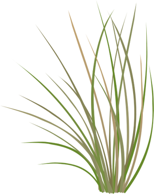 Prairie Grass Vector