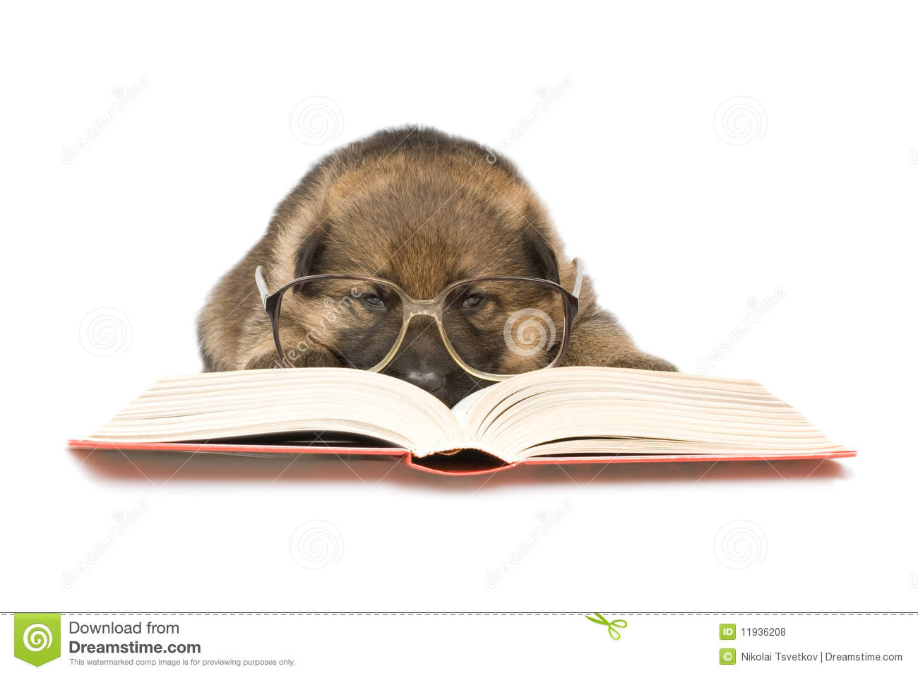 Puppies Reading Books