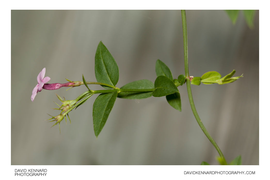 Red Jasmine Flower