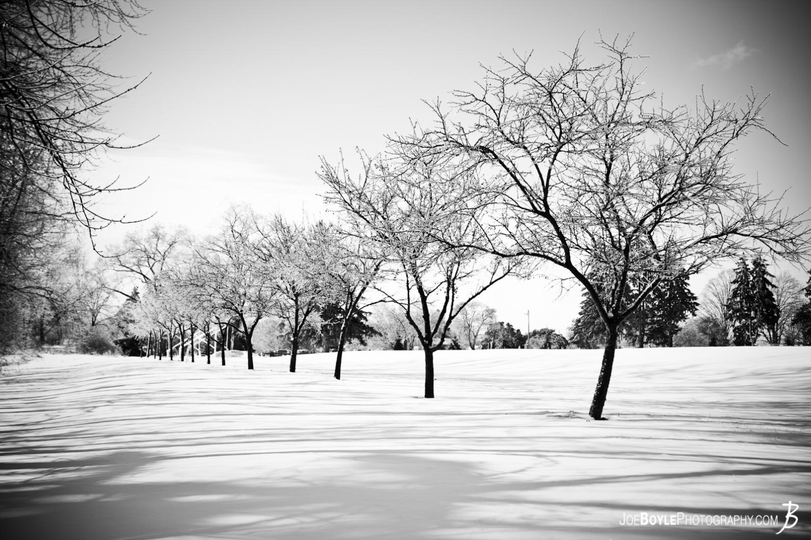 Snow Trees Black and White Photography