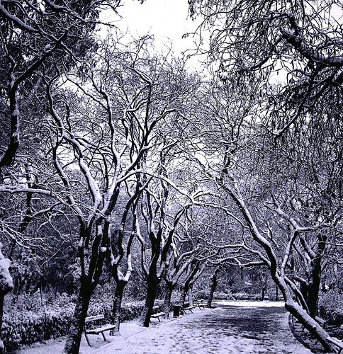 Snow Trees Black and White